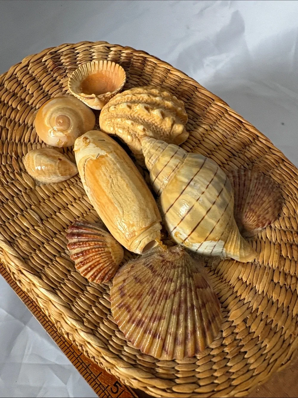 Vintage Woven Basket With Real Shell Decor On Top